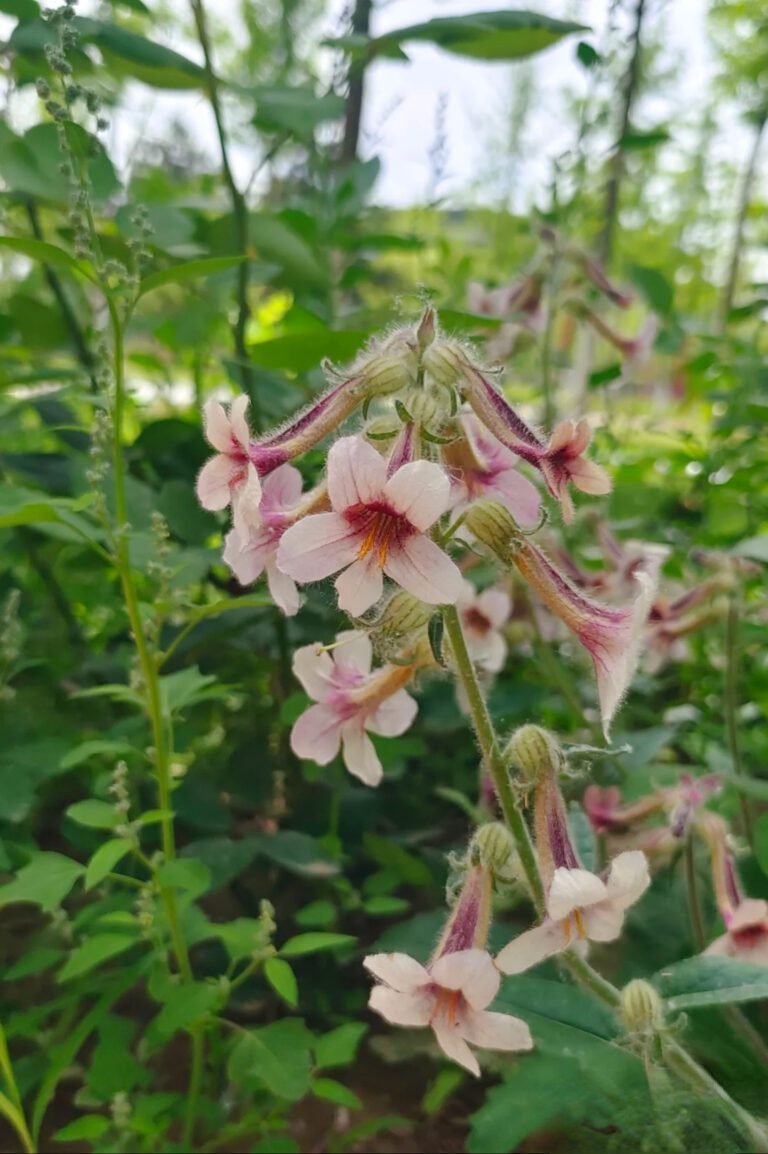Chuanxiong plant, pink flowers in nature—TCM herbal source.