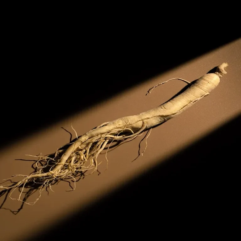 Single ginseng root on dark background