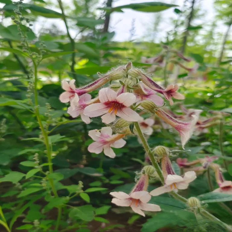 rehmannia-glutinosa