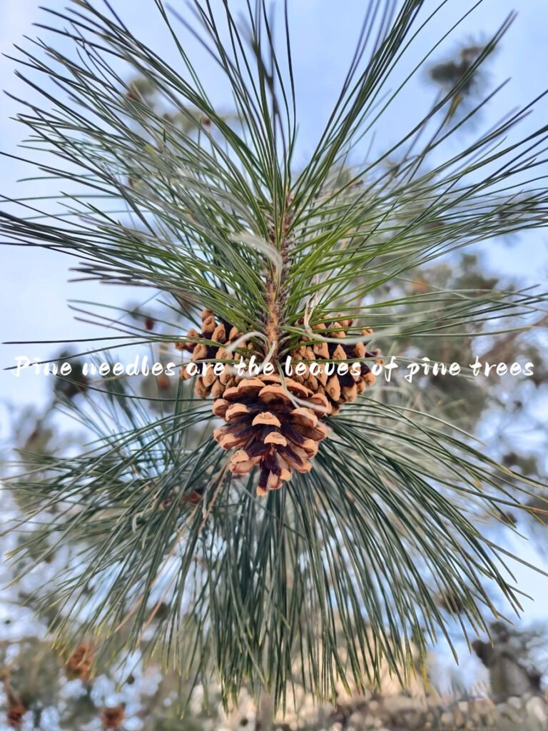 Pine tree with needles and cones, natural forest vitality