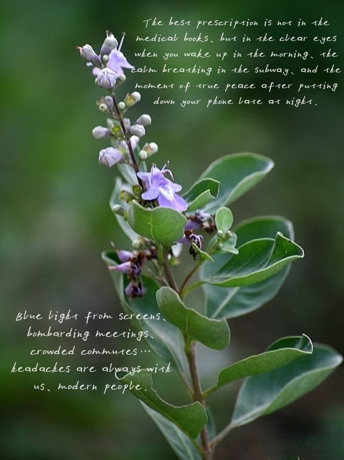 Chuanxiong plant, purple flowers, TCM wellness text—herbal remedy.