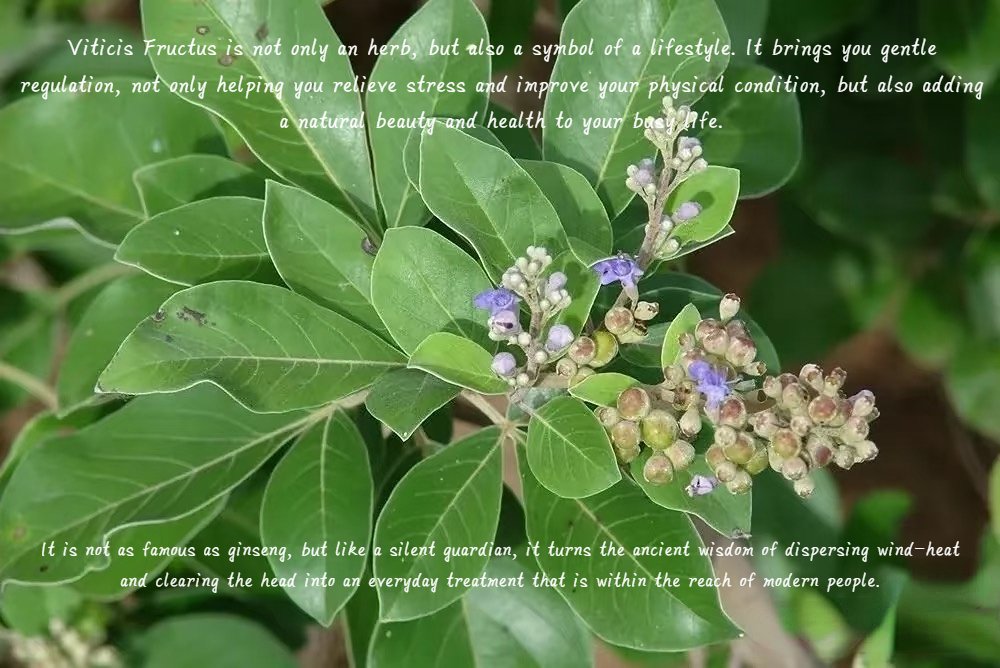 Vitex plant, purple flowers, TCM wellness text—herbal care.