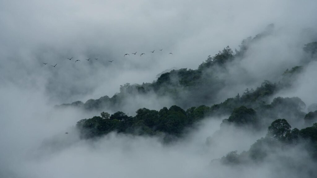 Misty forested mountains with birds flying above the clouds