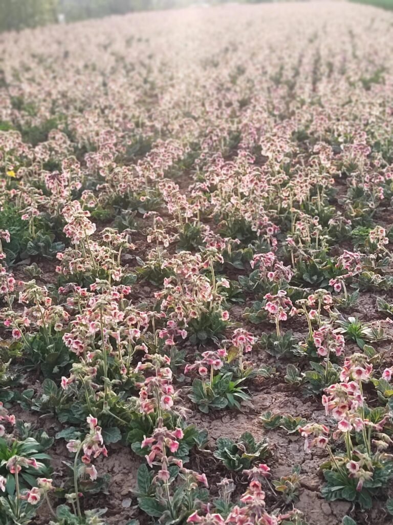 Field of Blooming Rehmannia Glutinosa Plants
