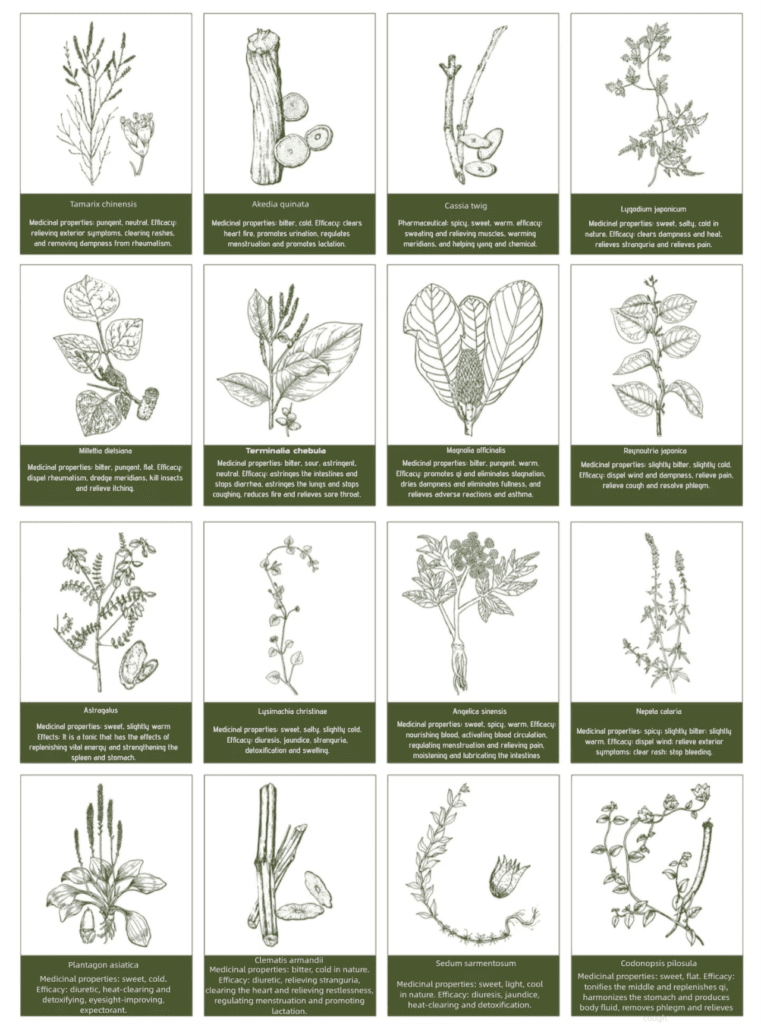 Chart of Traditional Chinese Medicinal Herbs with Illustrations